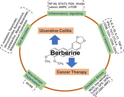 Berberine a traditional Chinese drug repurposing: Its actions in inflammation-associated ulcerative colitis and cancer therapy